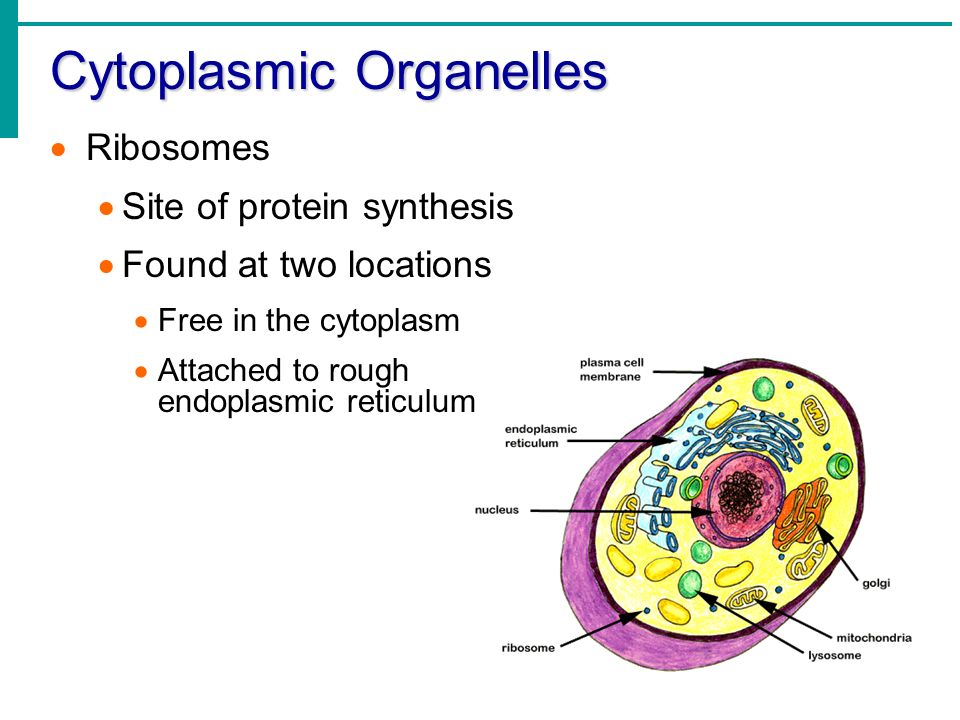 Organelle synthesises glycoproteins
